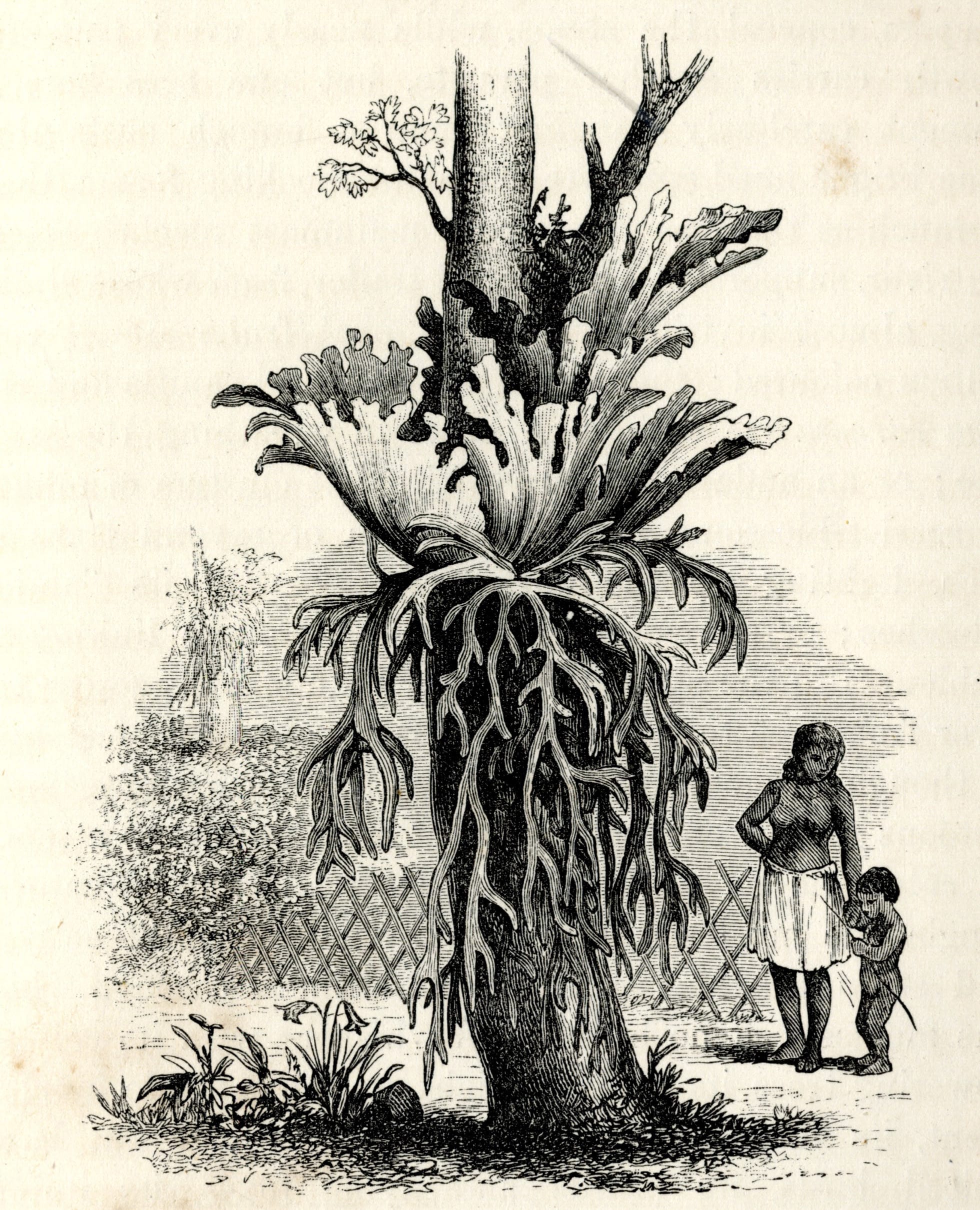 Illustration of an elk horn fern (Bird, 1883, p. 177).